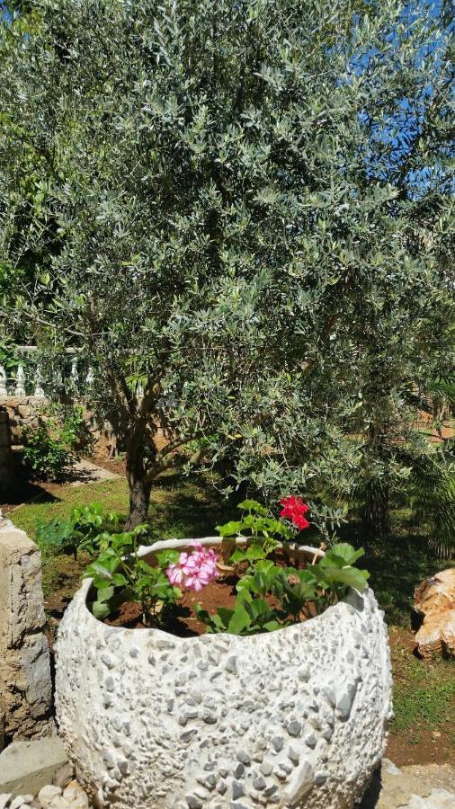 ריסיקה Apartments Seka מראה חיצוני תמונה